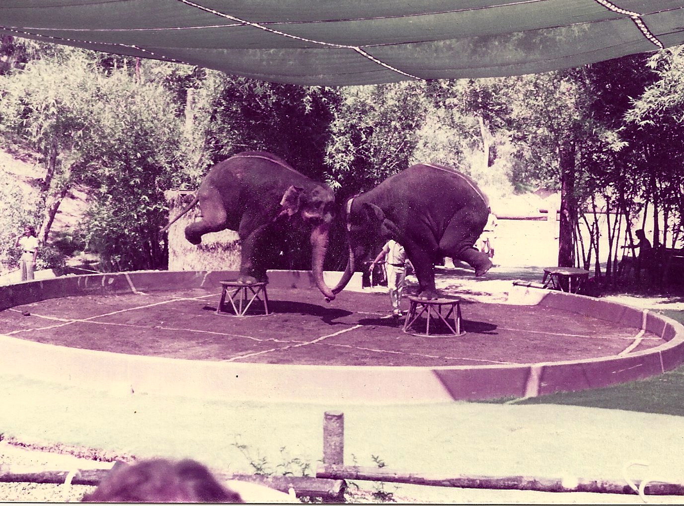 San Diego Wild Animal Park 1980's