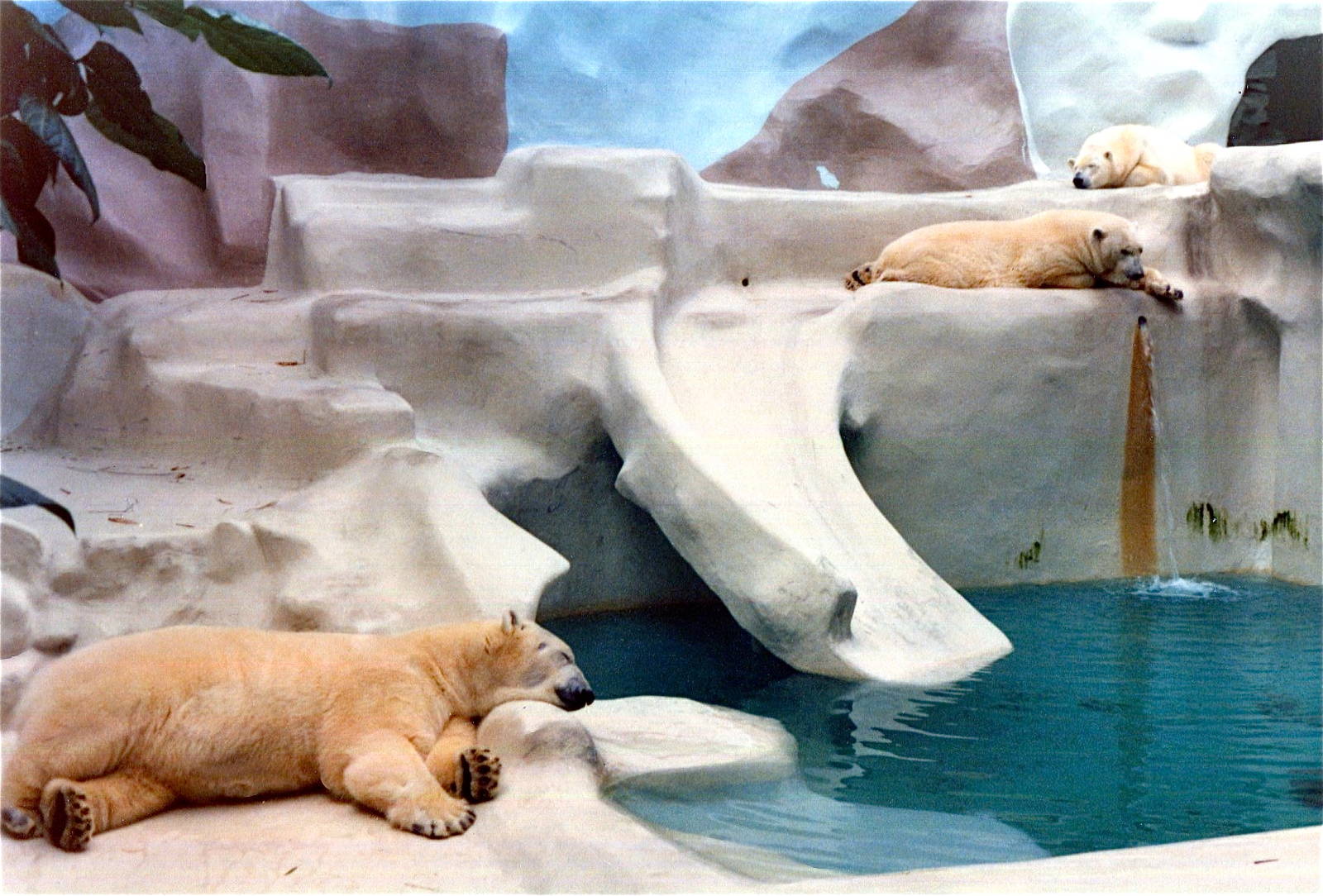 San Diego Zoo 10/1985