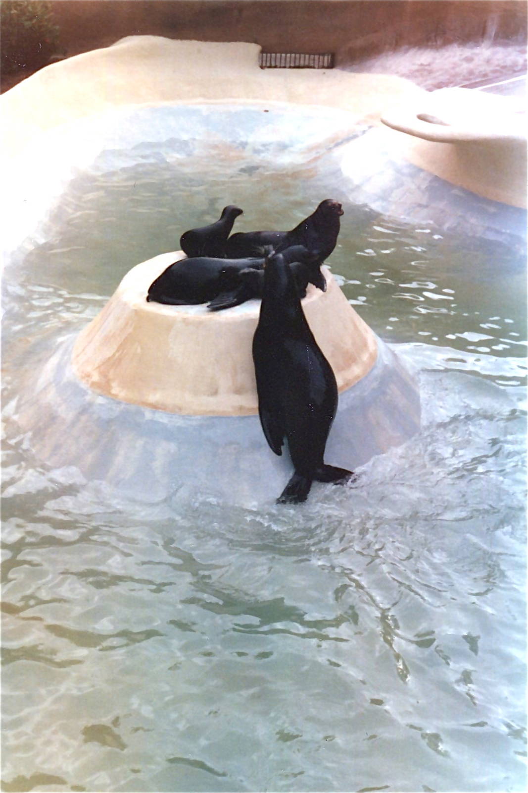 San Diego Zoo 10/1985