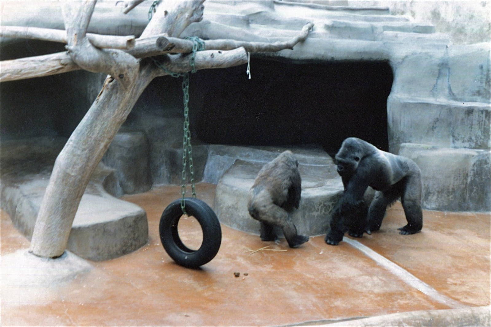 San Diego Zoo 10/1985