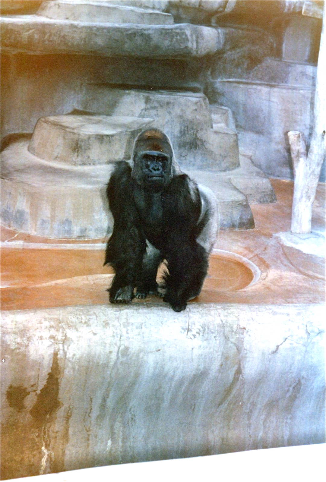 San Diego Zoo 10/1985