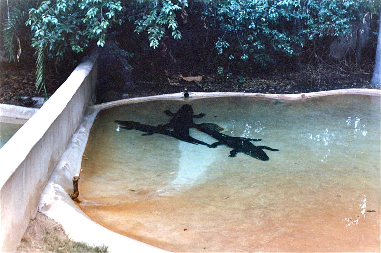 San Diego Zoo 10/1985