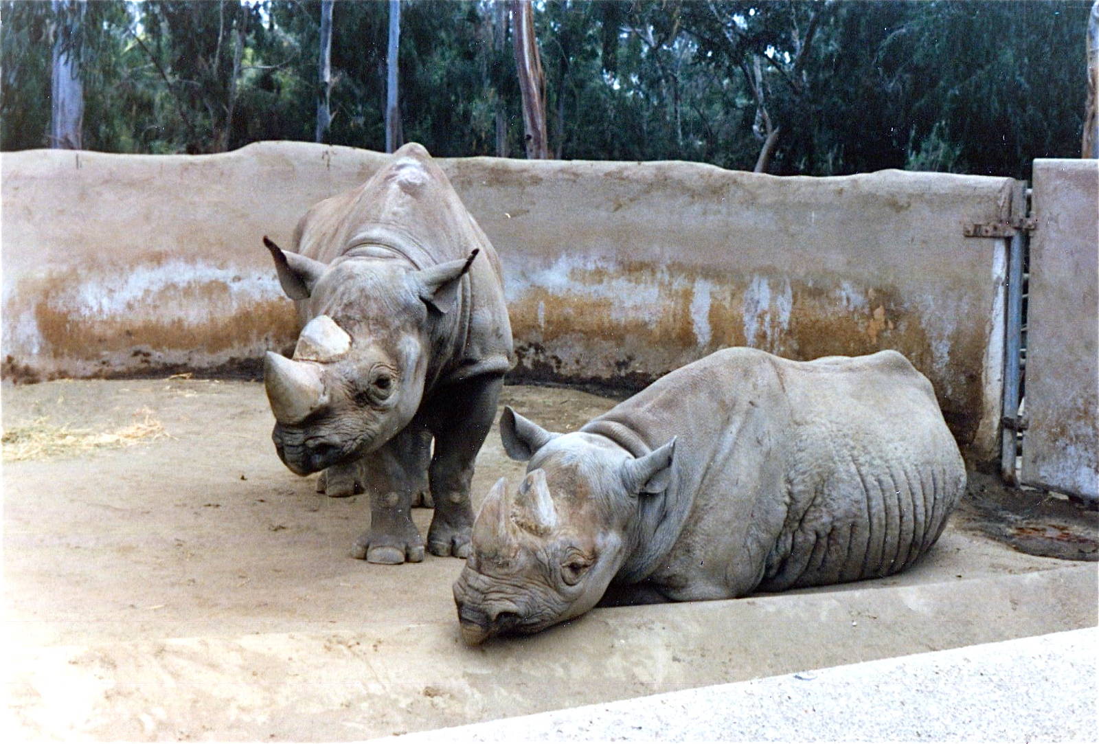 San Diego Zoo 10/1985