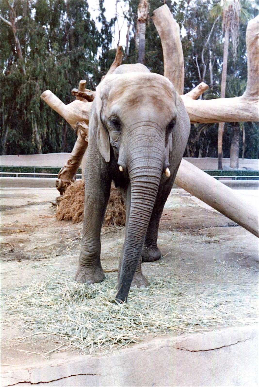 San Diego Zoo 10/1985