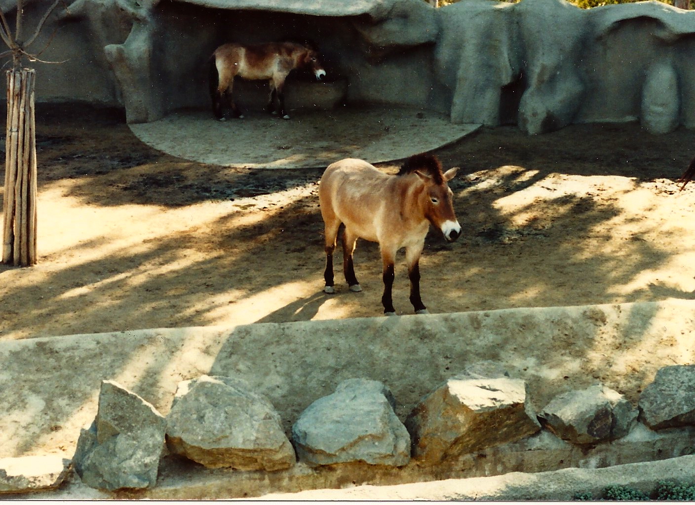 San Diego Zoo 1980's