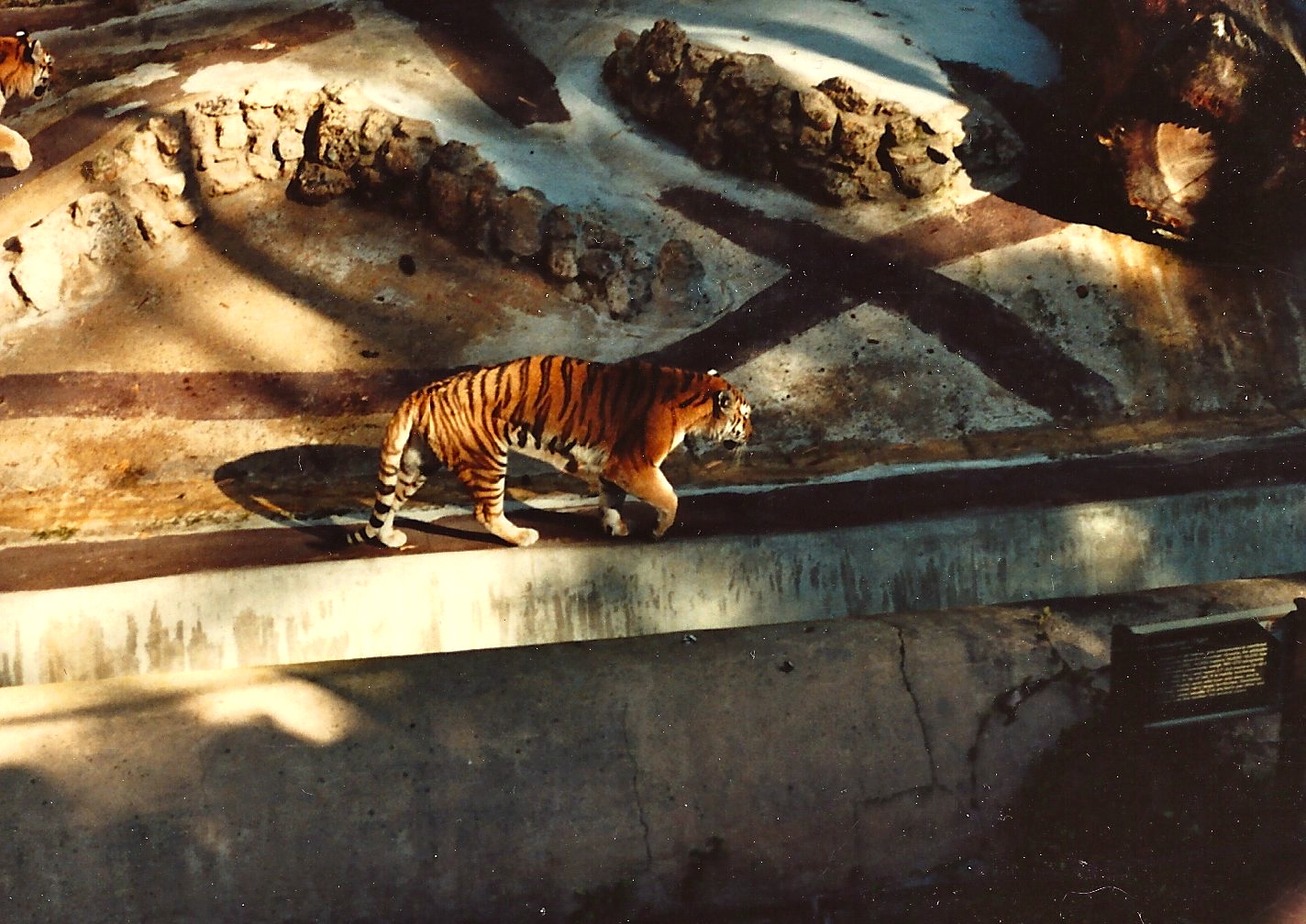 San Diego Zoo 1980's