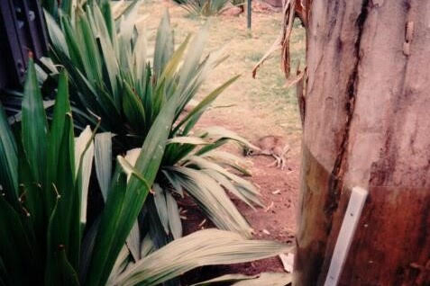 San Diego Zoo - 1990s