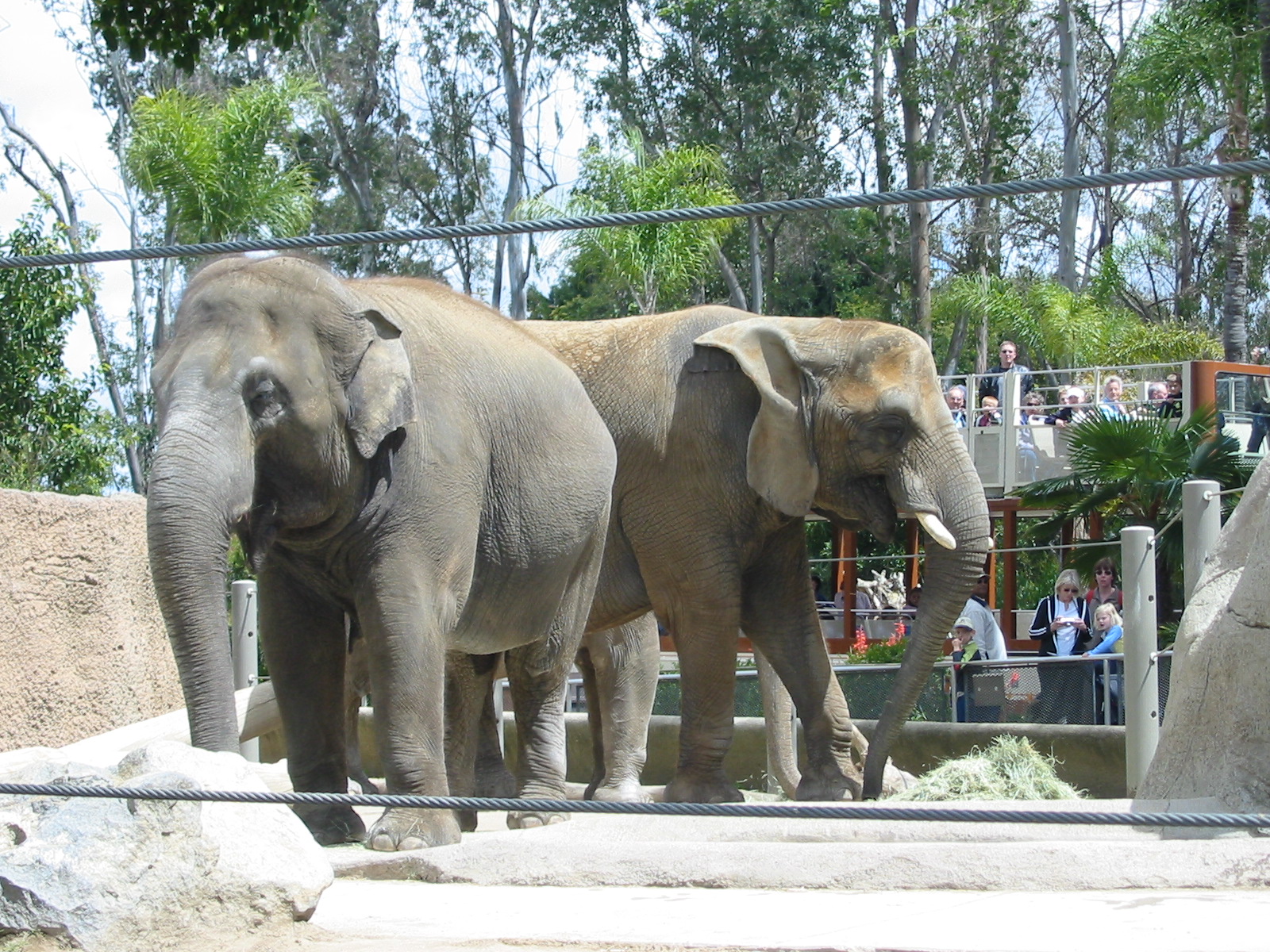 San Diego Zoo 2003 - African and Asiatic Elephants in Elephant Mesa