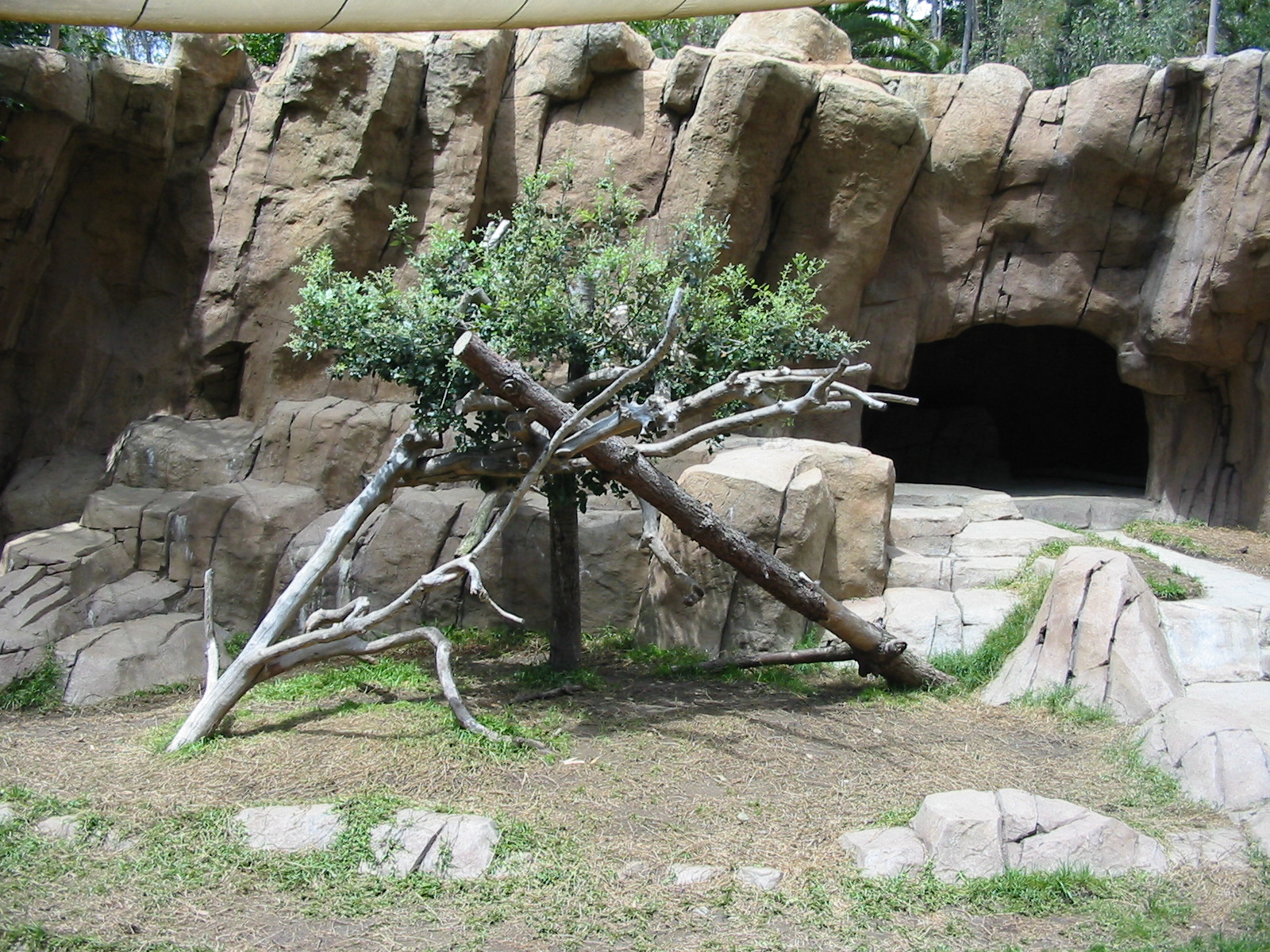 San Diego Zoo 2003 - African Wild Dog exhibit in Bear Canyon