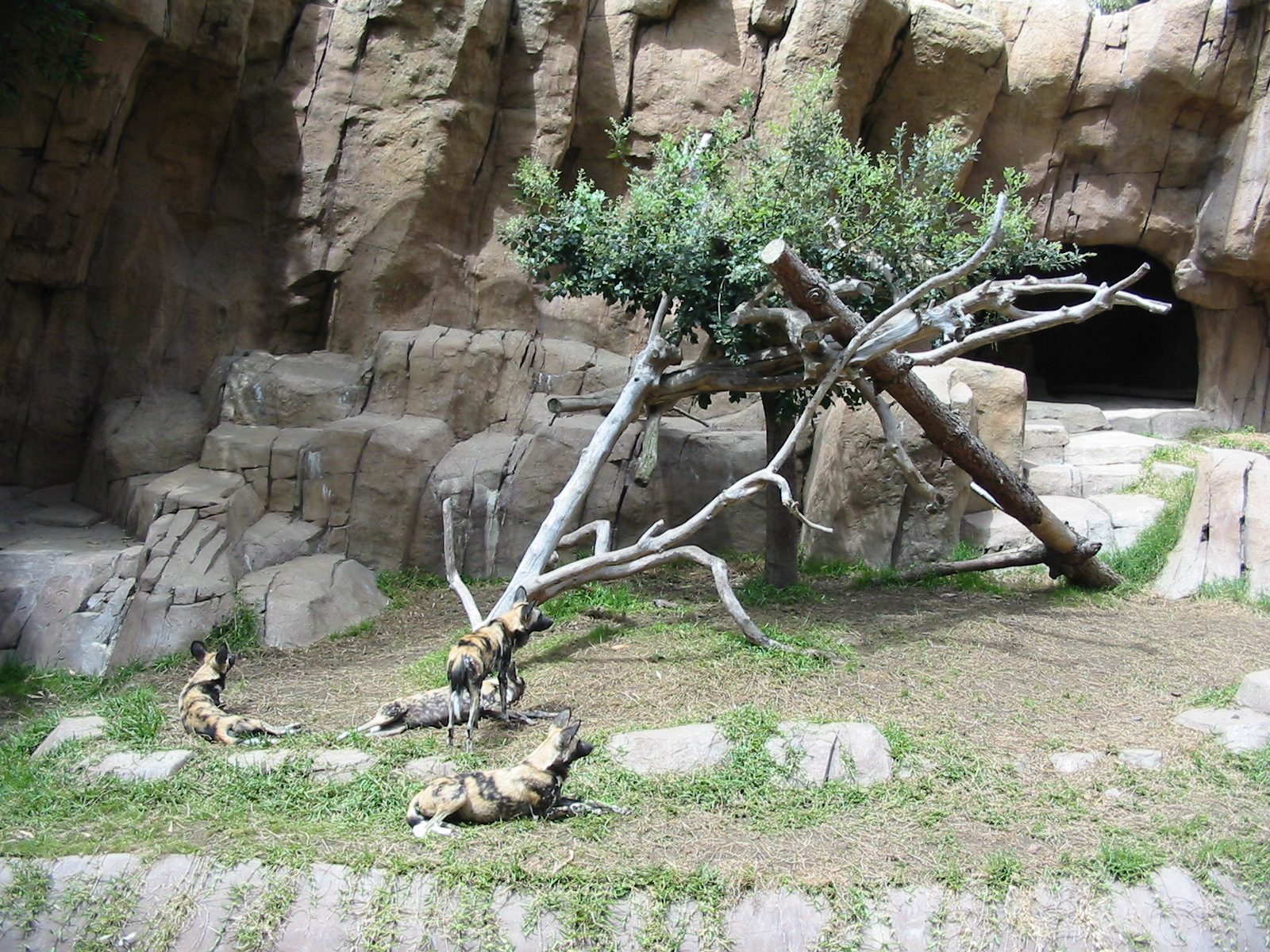 San Diego Zoo 2003 - African Wild Dog exhibit in Bear Canyon