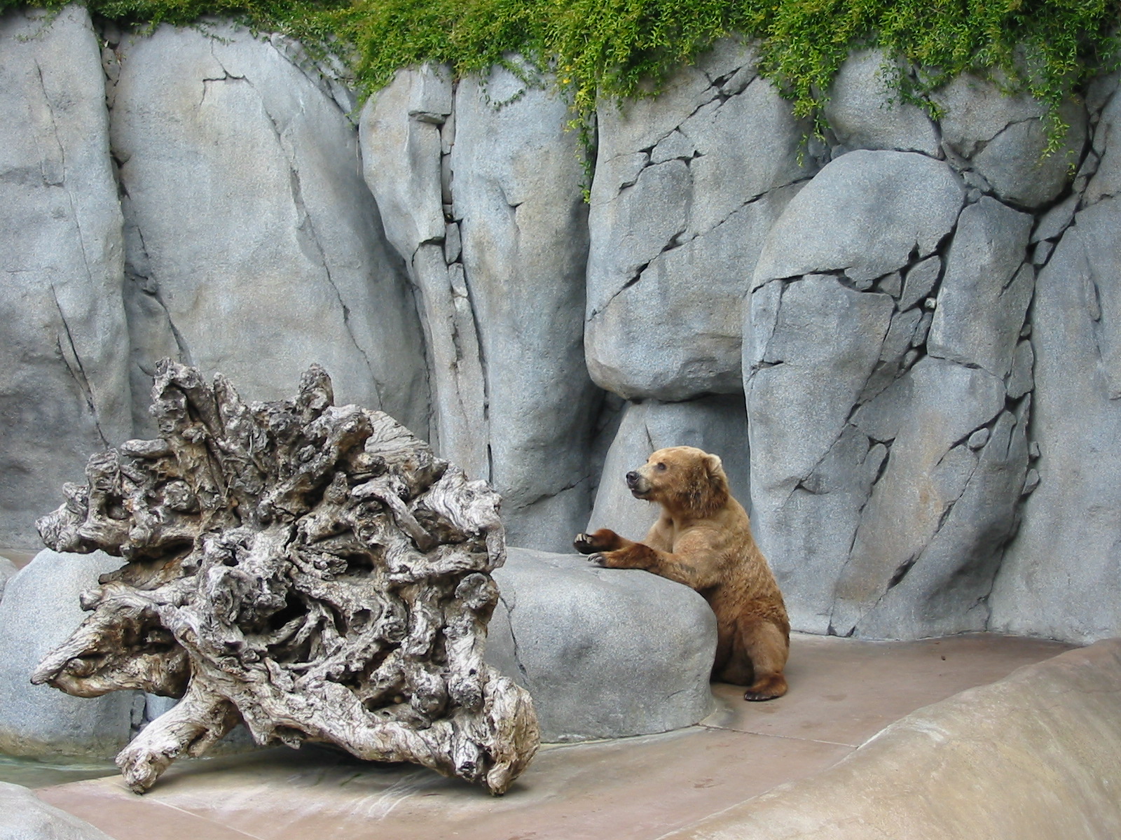 San Diego Zoo 2003 - Alaskan Brown Bear in Bear Canyon