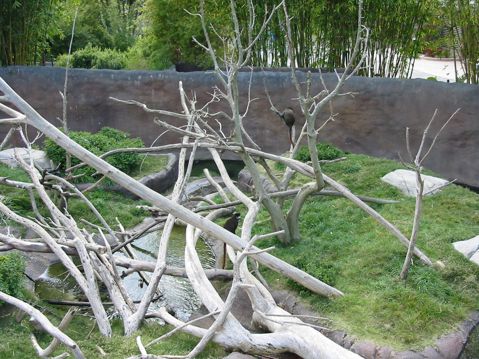 San Diego Zoo 2003 - Allens Swamp Monkey exhibit in Ituri Forest