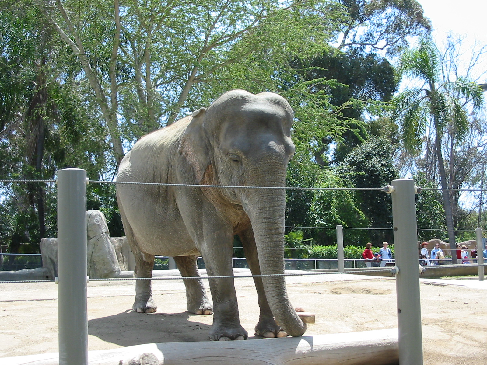 San Diego Zoo 2003 - Asiatic Elephant in Elephant Mesa