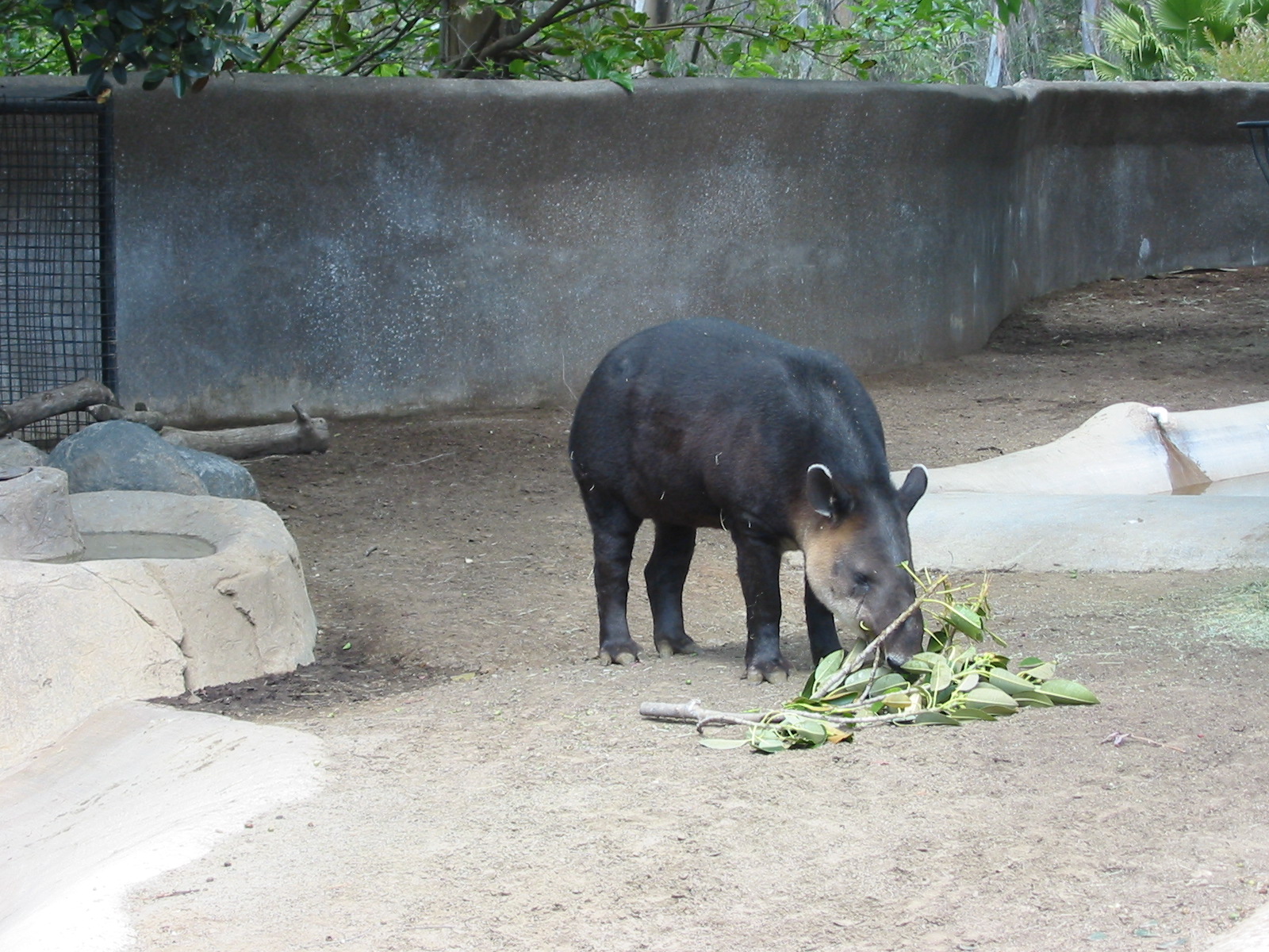 San Diego Zoo 2003 - Bairds Tapir in Elephant Mesa