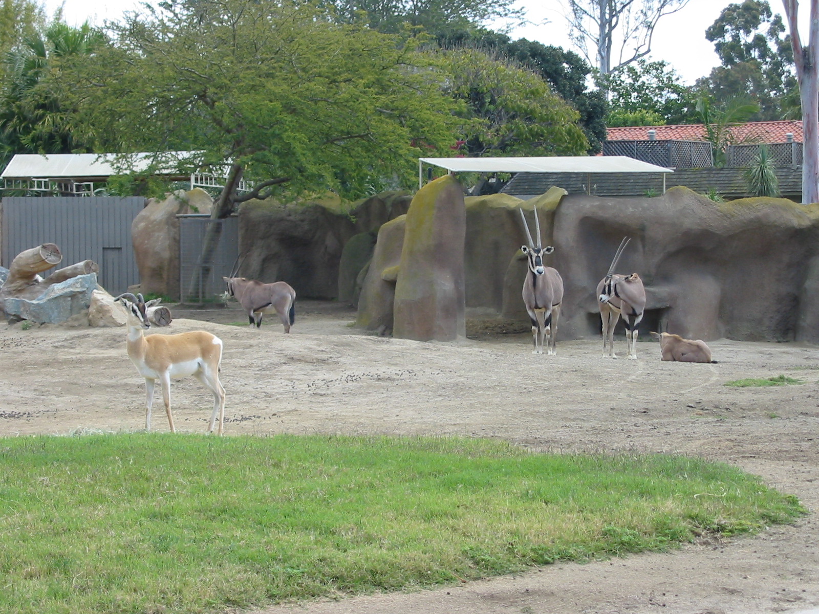 San Diego Zoo 2003 - Beisa Oryx and Nubian Soemmerrings Gazelle in Horn and