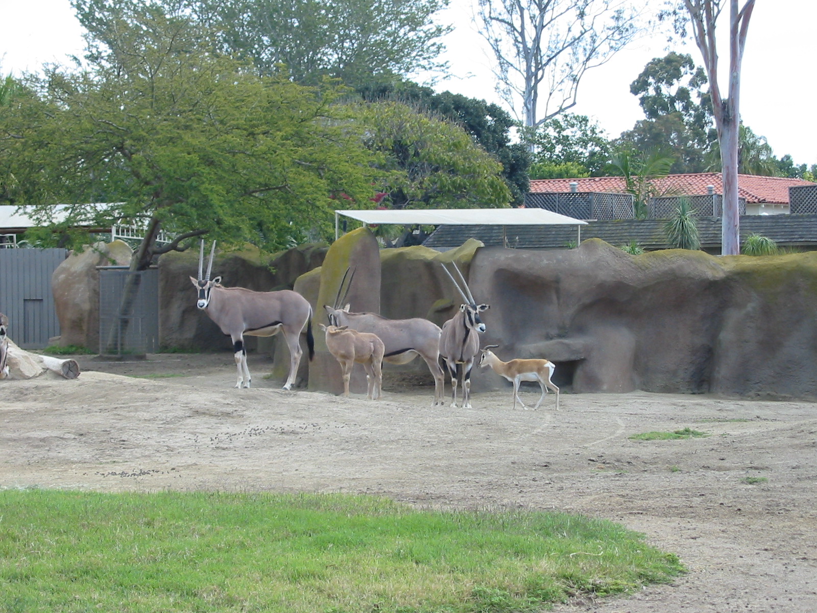 San Diego Zoo 2003 - Beisa Oryx and Nubian Soemmerrings Gazelle in Horn and