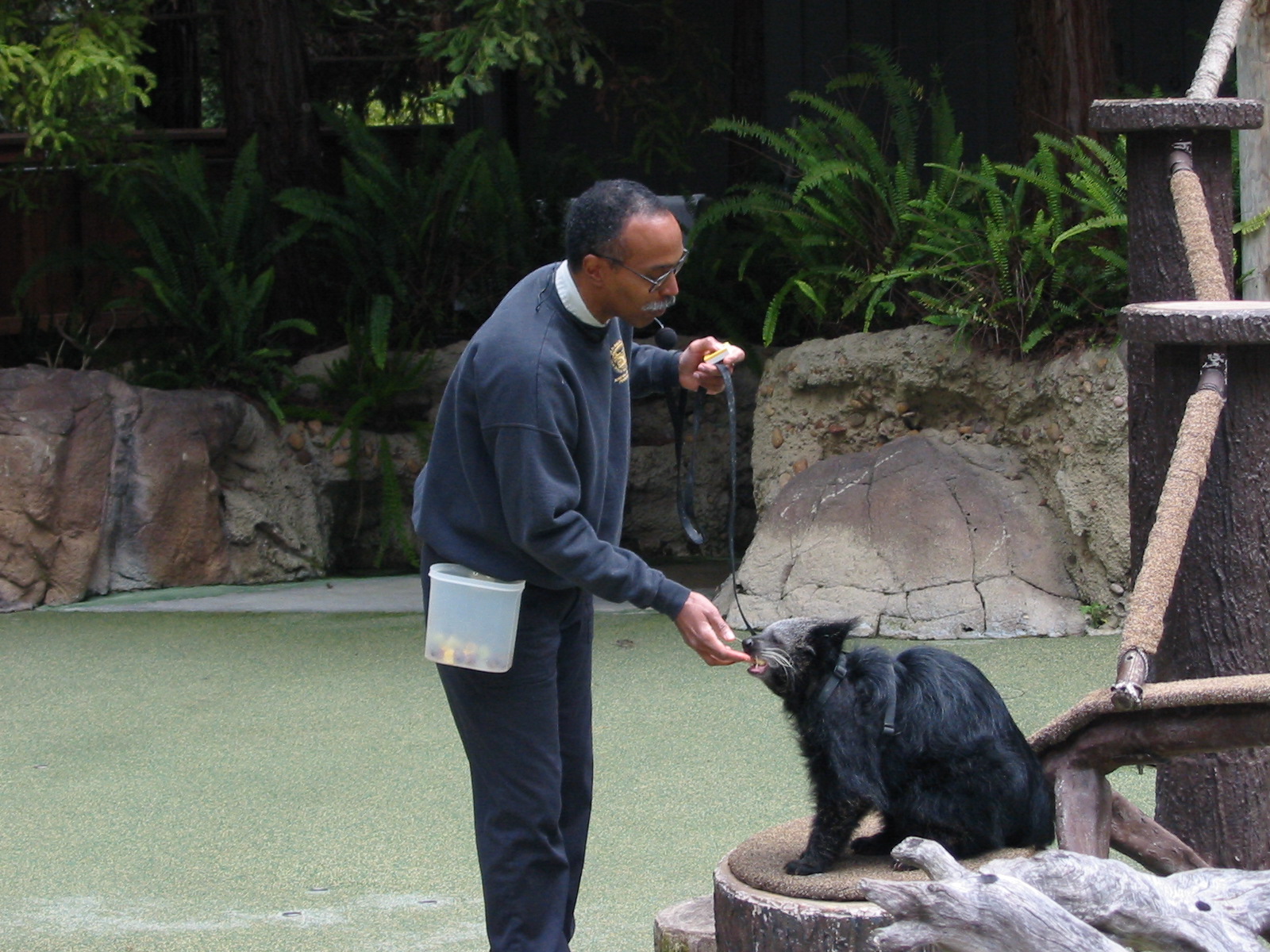 San Diego Zoo 2003 - Binturong in the amphitheatre