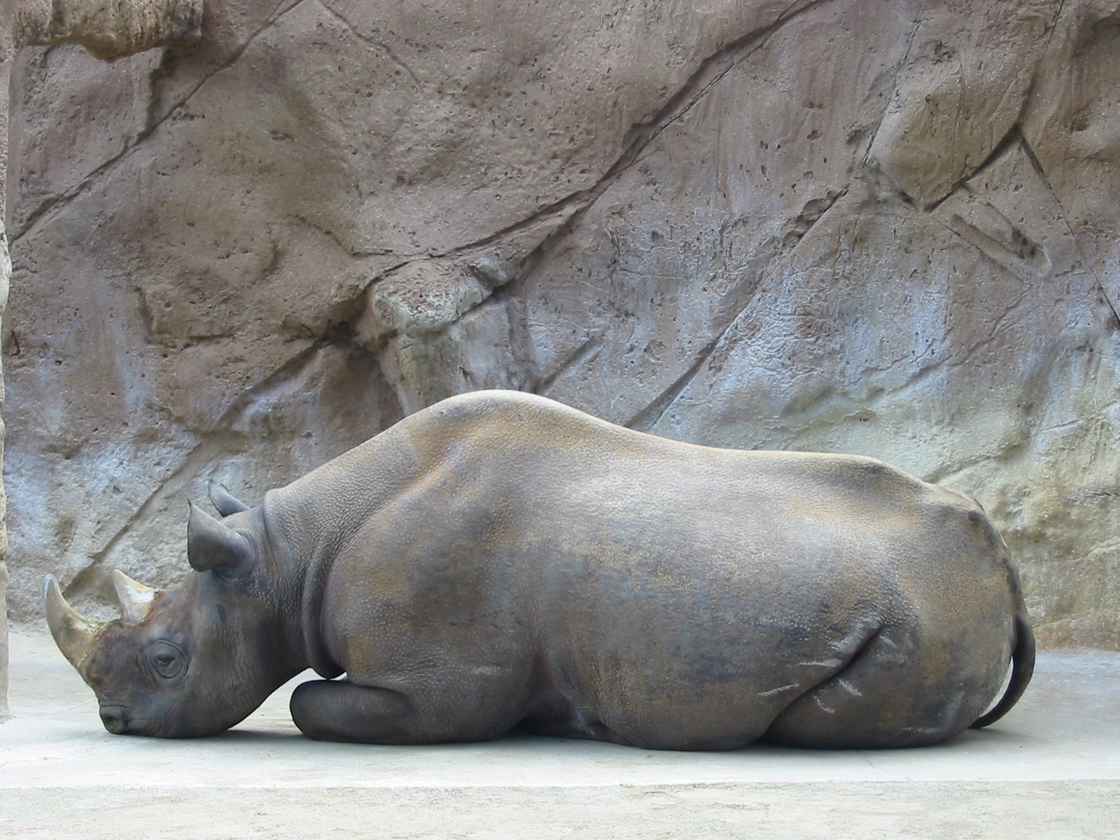 San Diego Zoo 2003 - Black Rhinoceros in Elephant Mesa