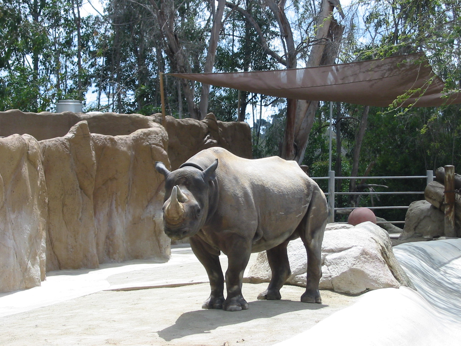San Diego Zoo 2003 - Black Rhinoceros in Elephant Mesa