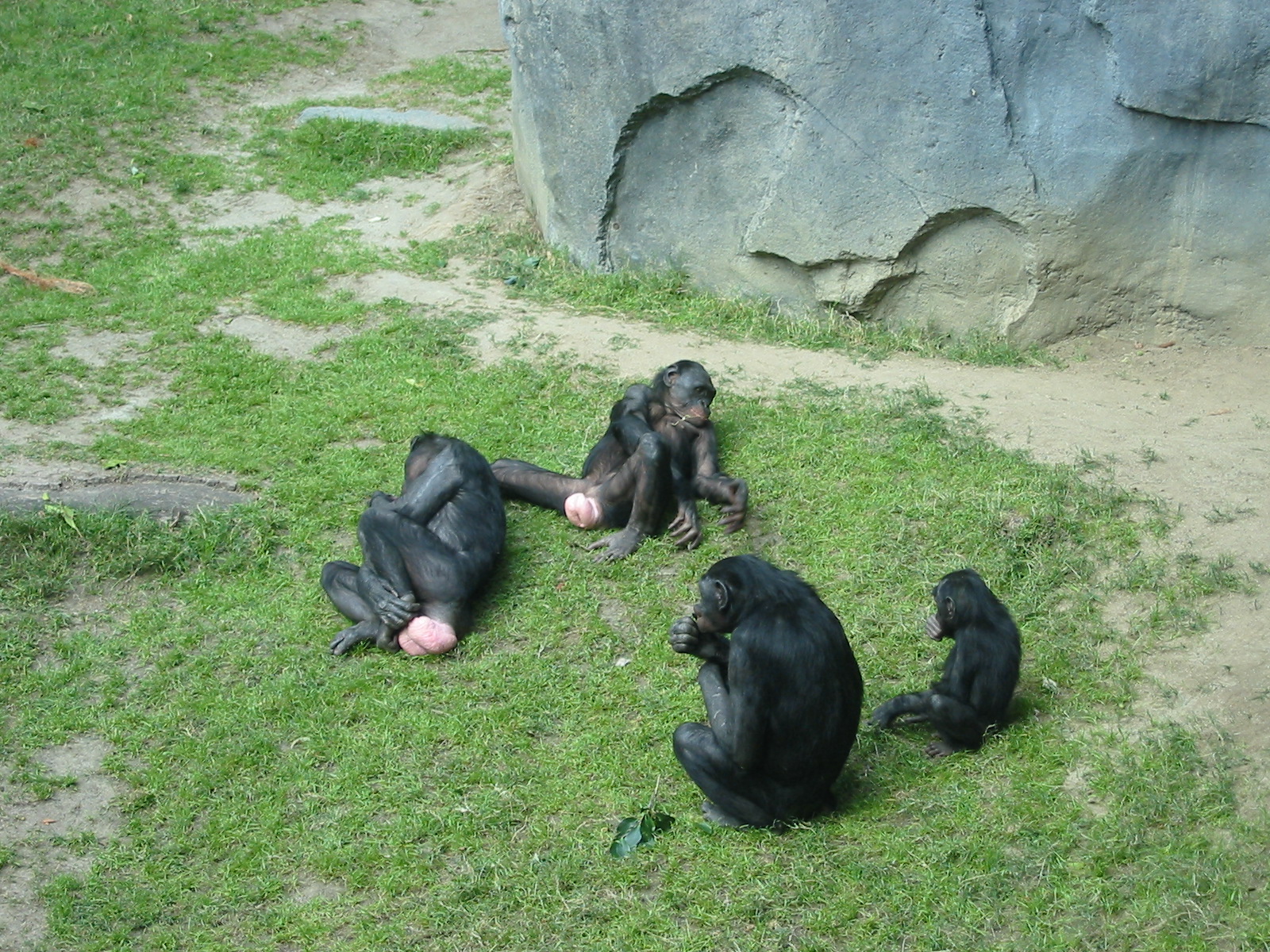 San Diego Zoo 2003 - Bonobo family