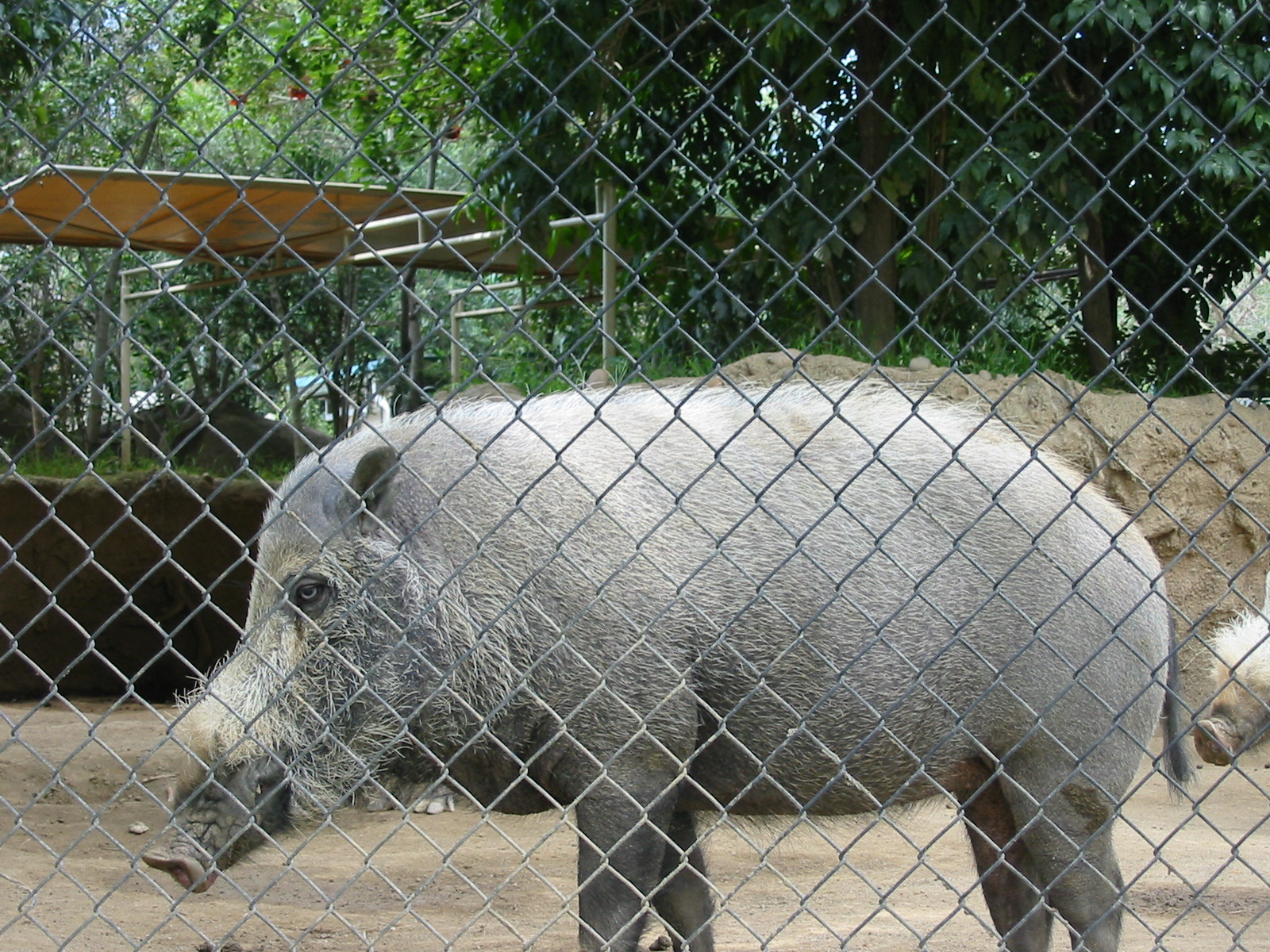 San Diego Zoo 2003 - Bornean Bearded Pig