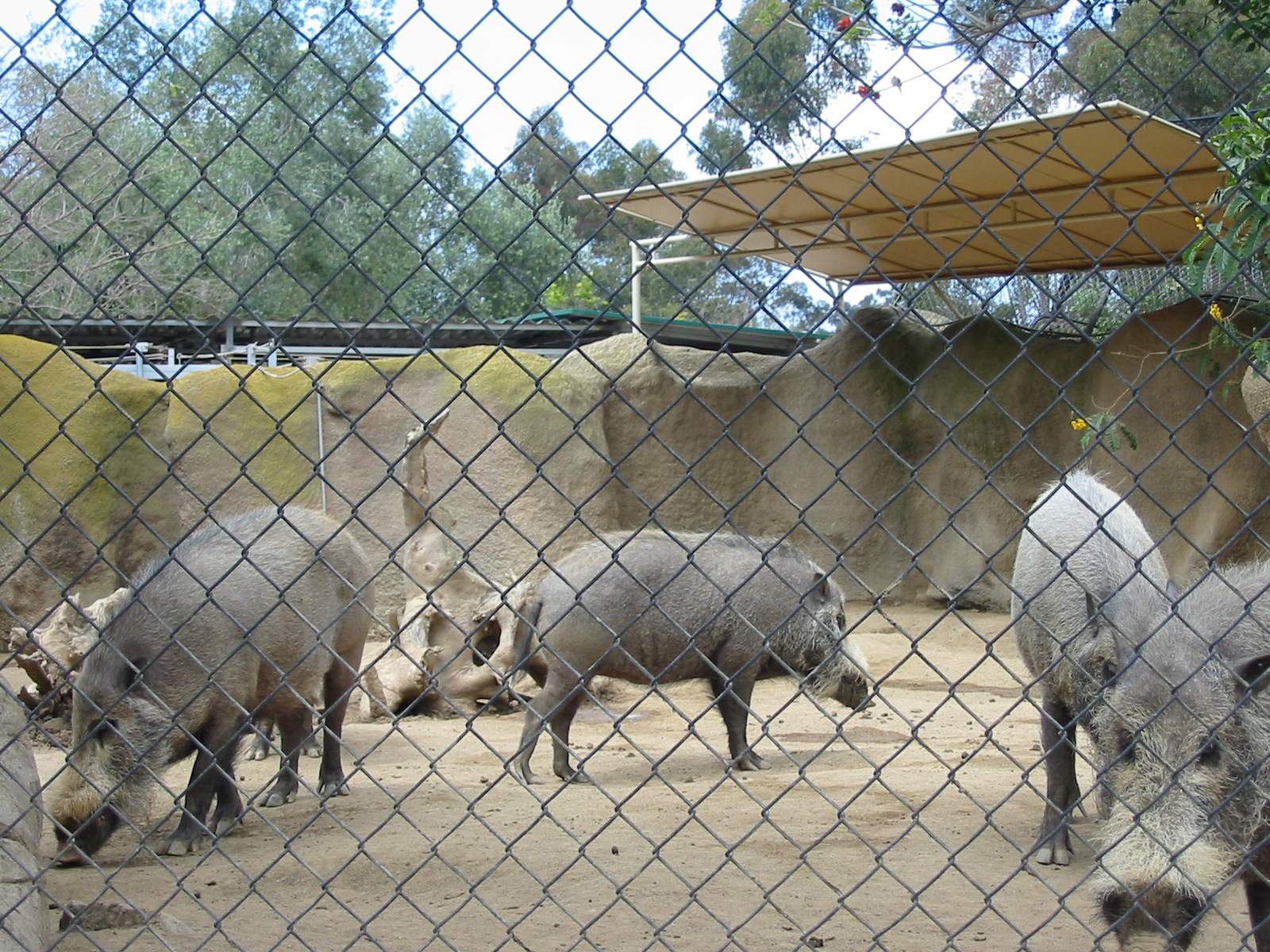 San Diego Zoo 2003 - Bornean Bearded Pigs