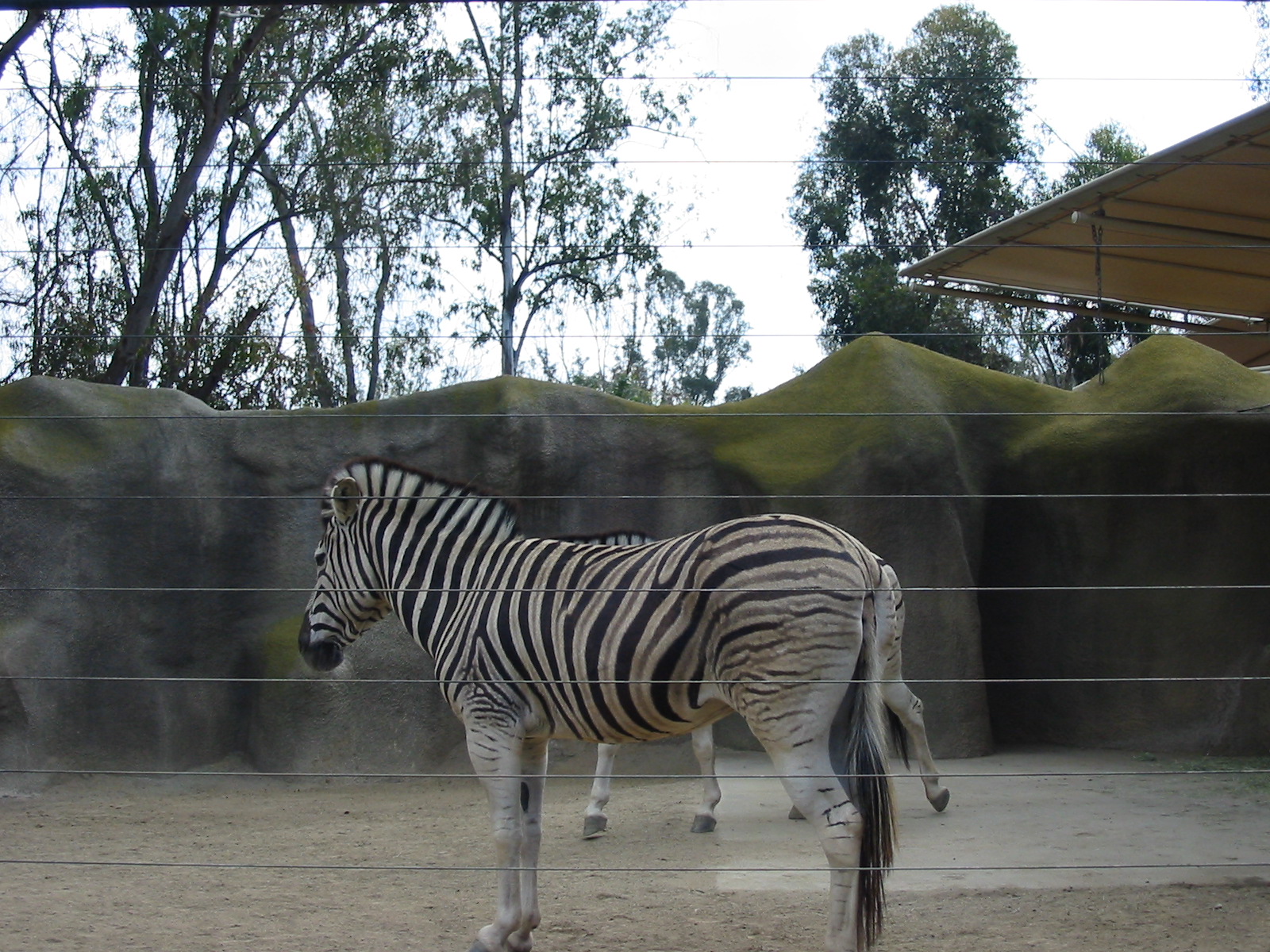 San Diego Zoo 2003 - Burchells Zebra in Horn and Hoof Mesa
