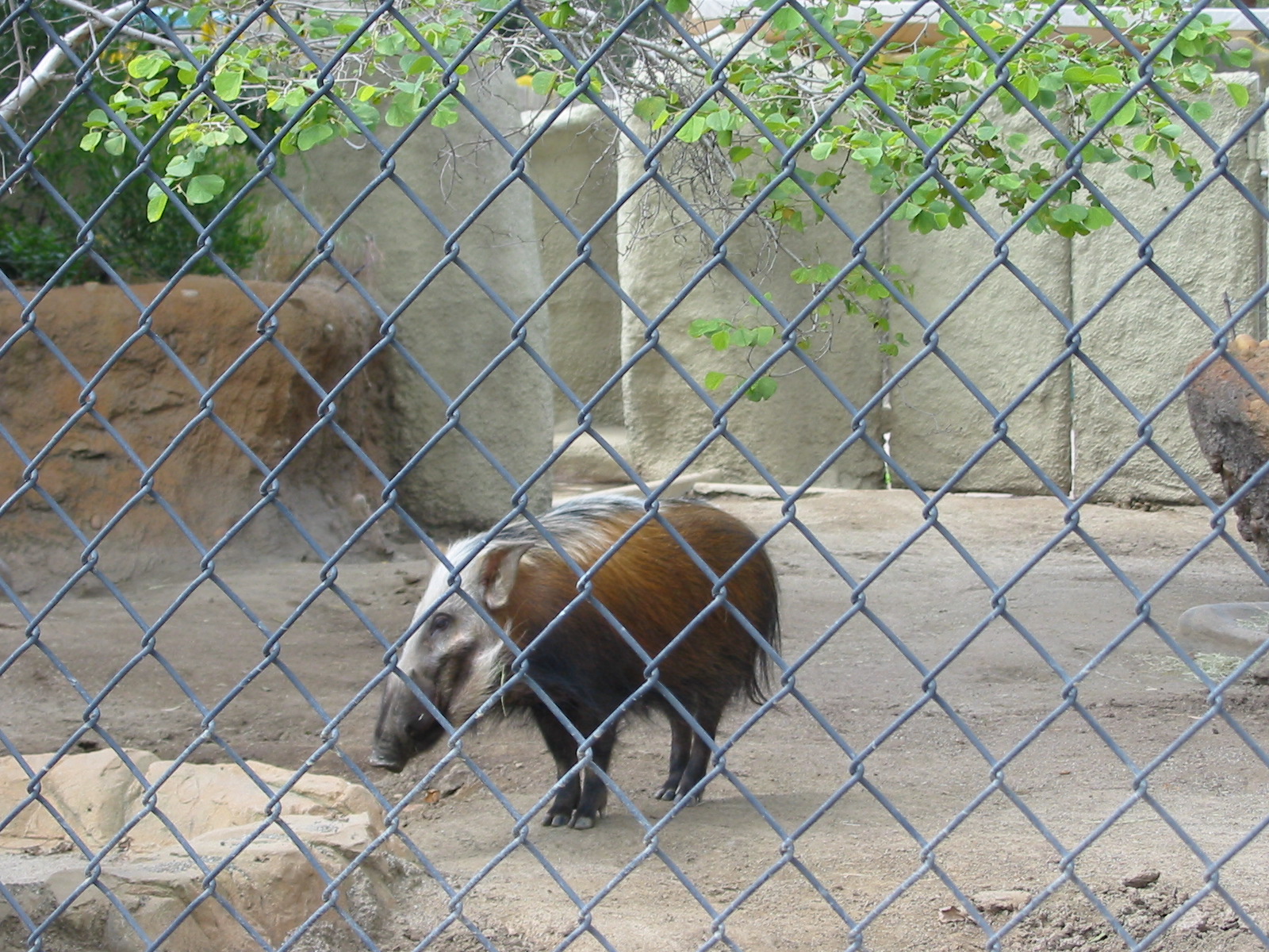 San Diego Zoo 2003 - Bush Pig