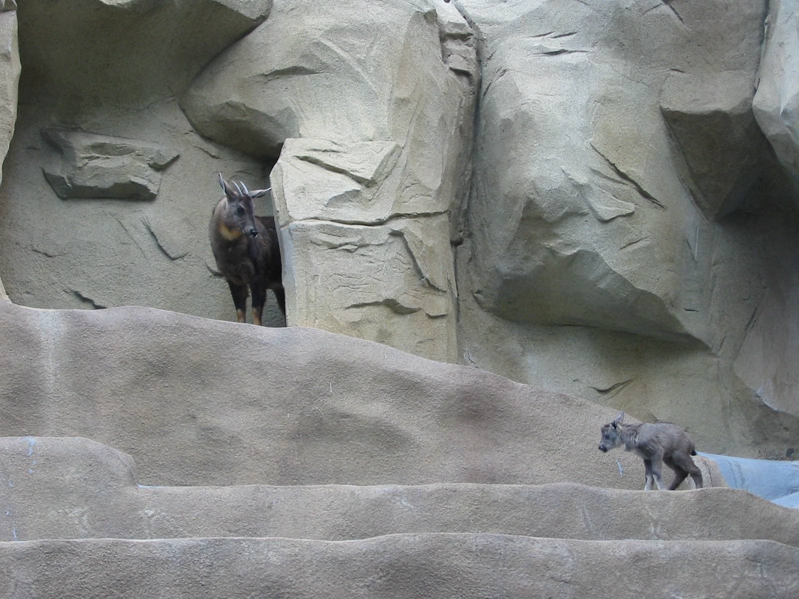 San Diego Zoo 2003 - Central Chinese Goral and kid