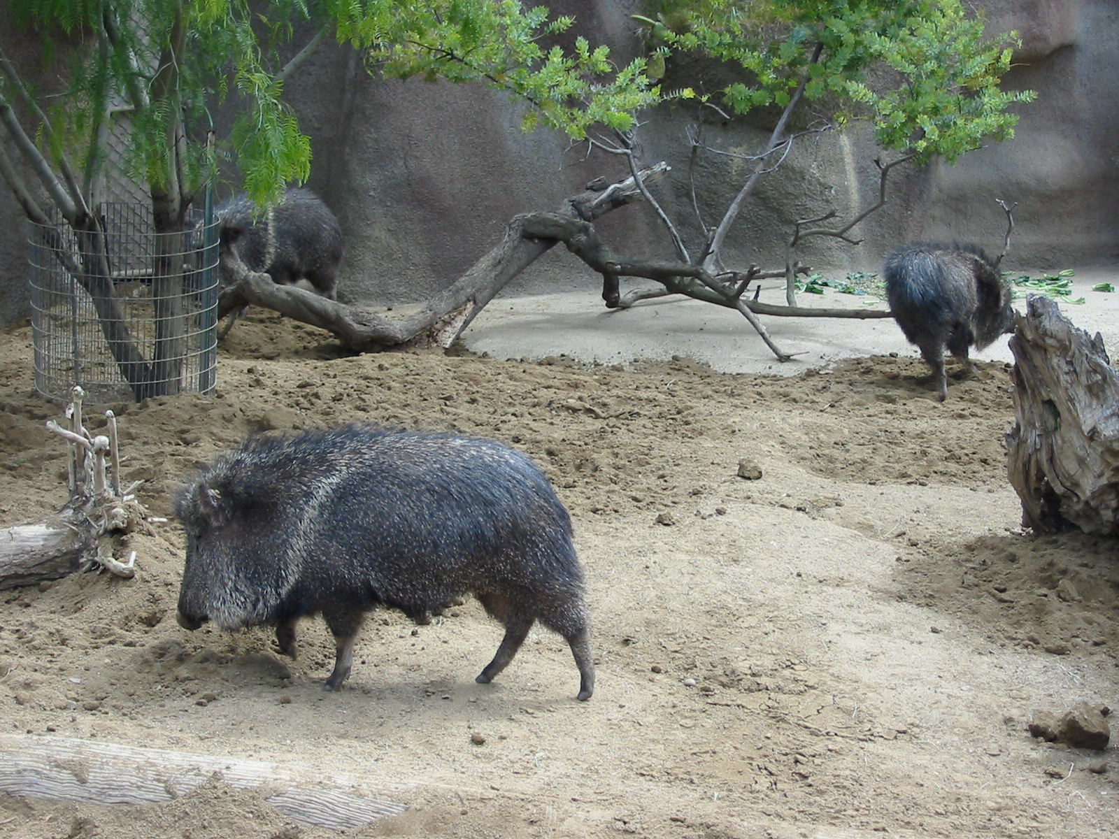 San Diego Zoo 2003 - Chacoan Peccary in Horn and Hoof Mesa