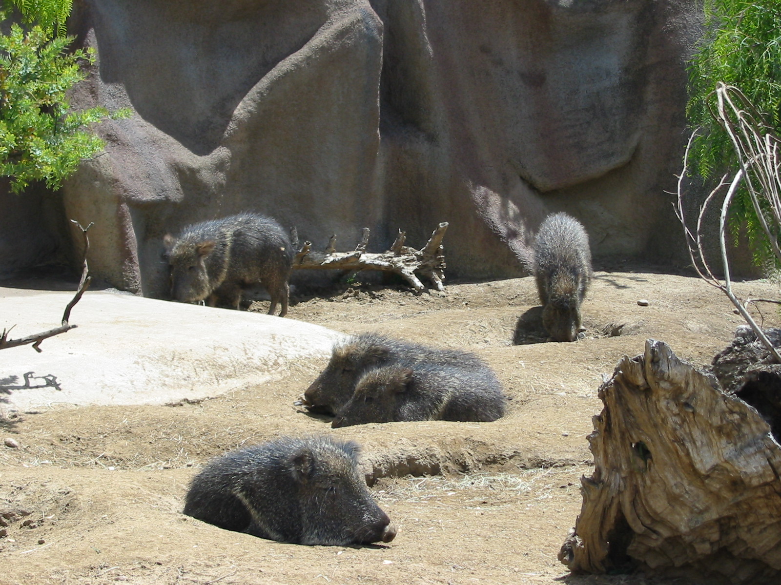 San Diego Zoo 2003 - Chacoan Peccary