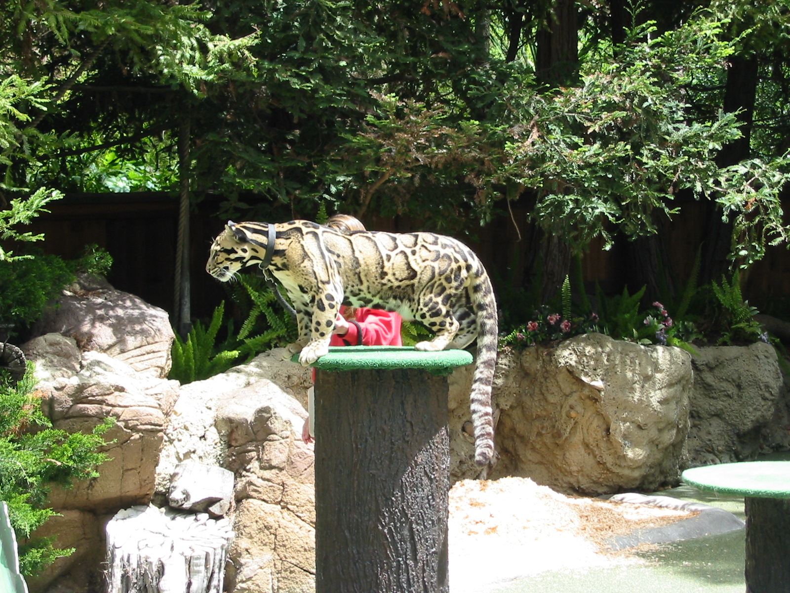 San Diego Zoo 2003 - Clouded Leopard in the amphitheatre