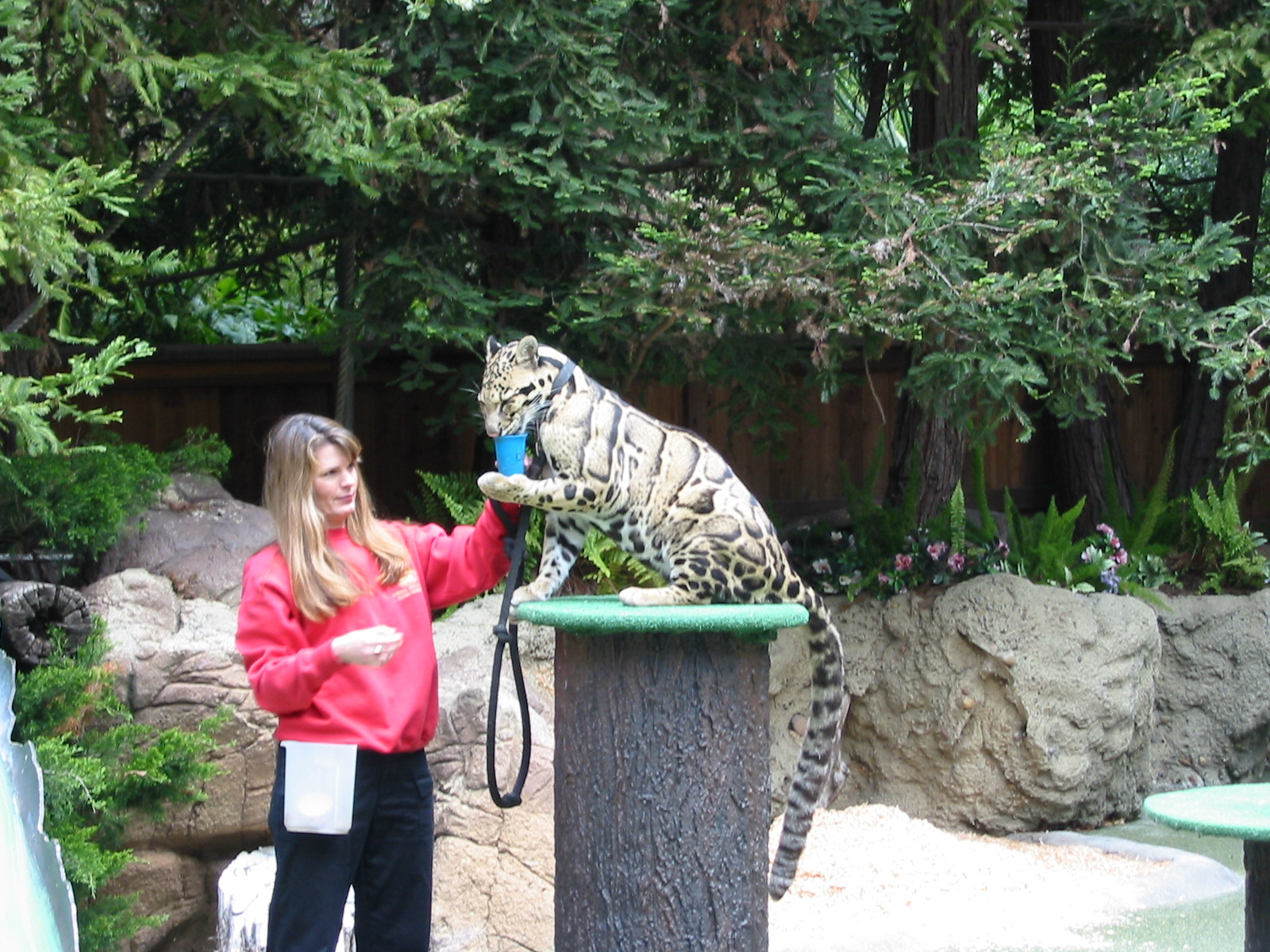 San Diego Zoo 2003 - Clouded Leopard in the amphitheatre