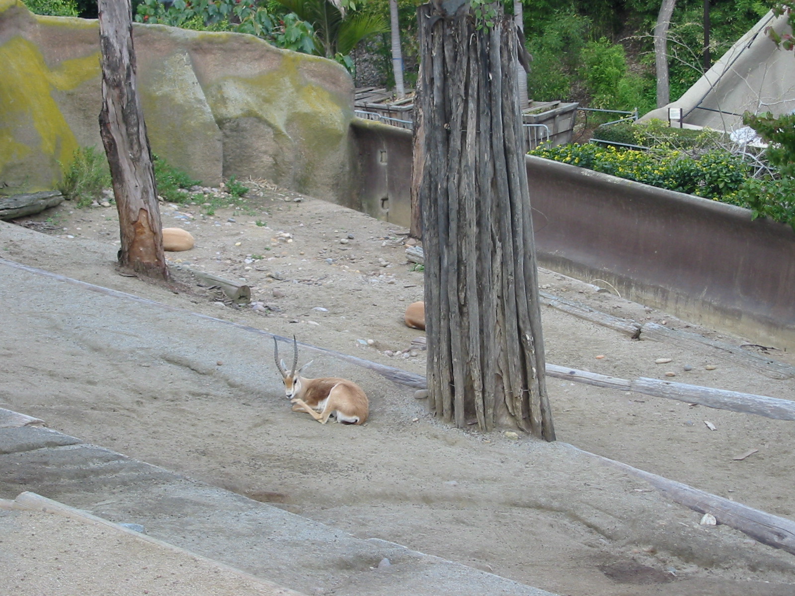 San Diego Zoo 2003 - Dorcas Gazelle exhibit