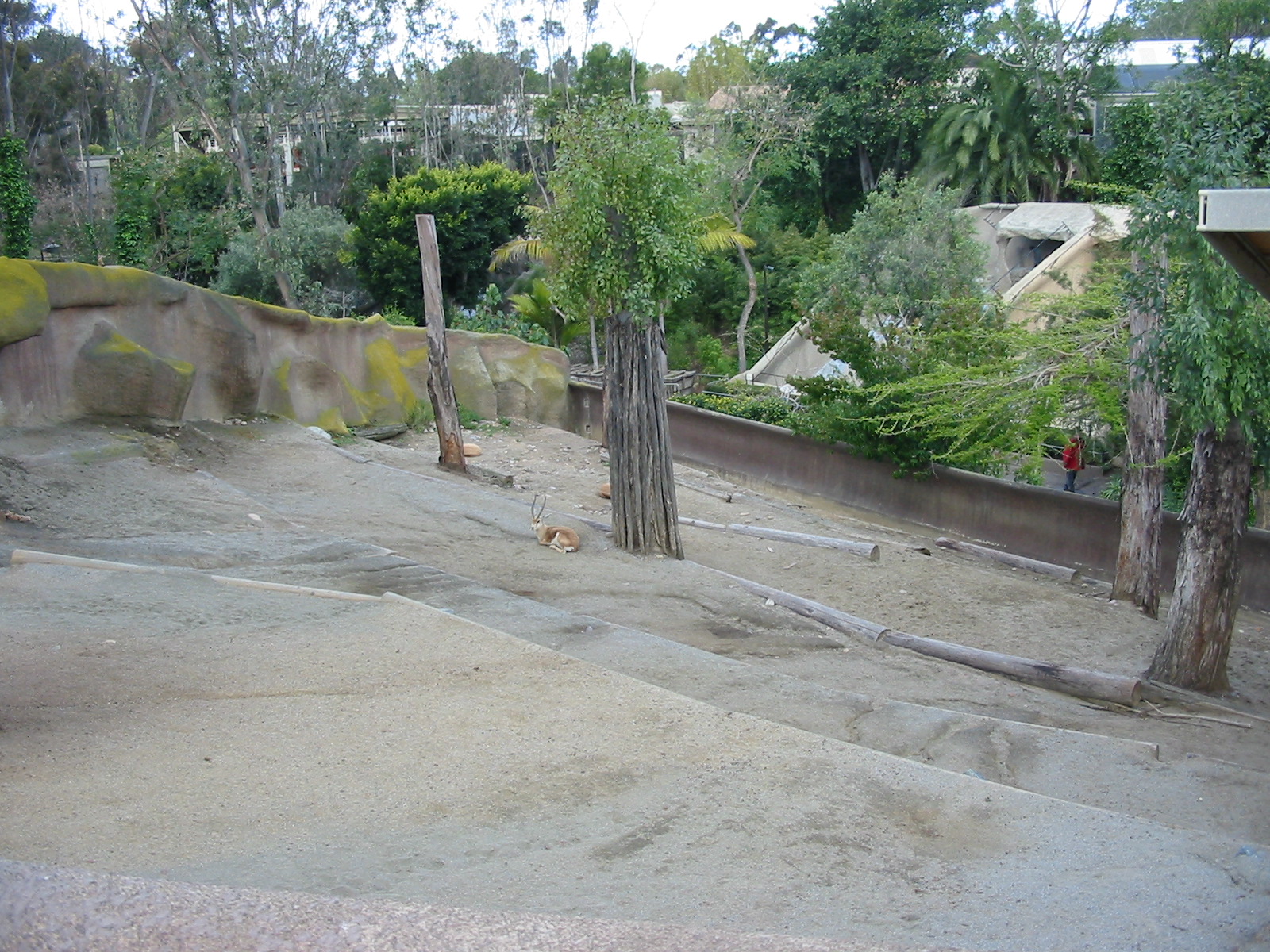 San Diego Zoo 2003 - Dorcas Gazelle exhibit
