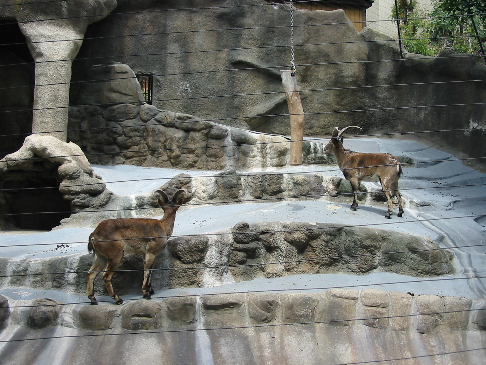 San Diego Zoo 2003 - East Caucasian Tur