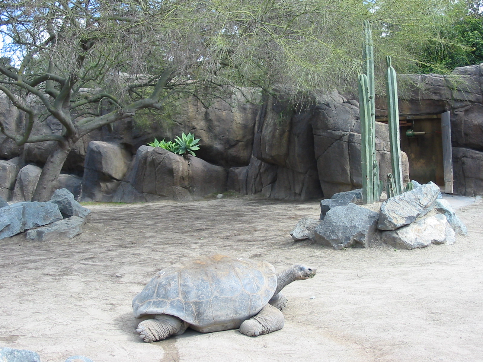 San Diego Zoo 2003 - Galapagos Tortoise exhibit in Reptile Mesa