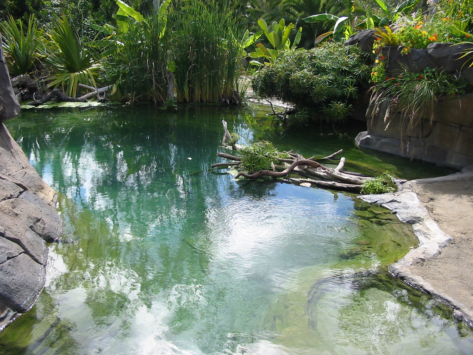 San Diego Zoo 2003 - Gharial exhibit in Reptile Mesa