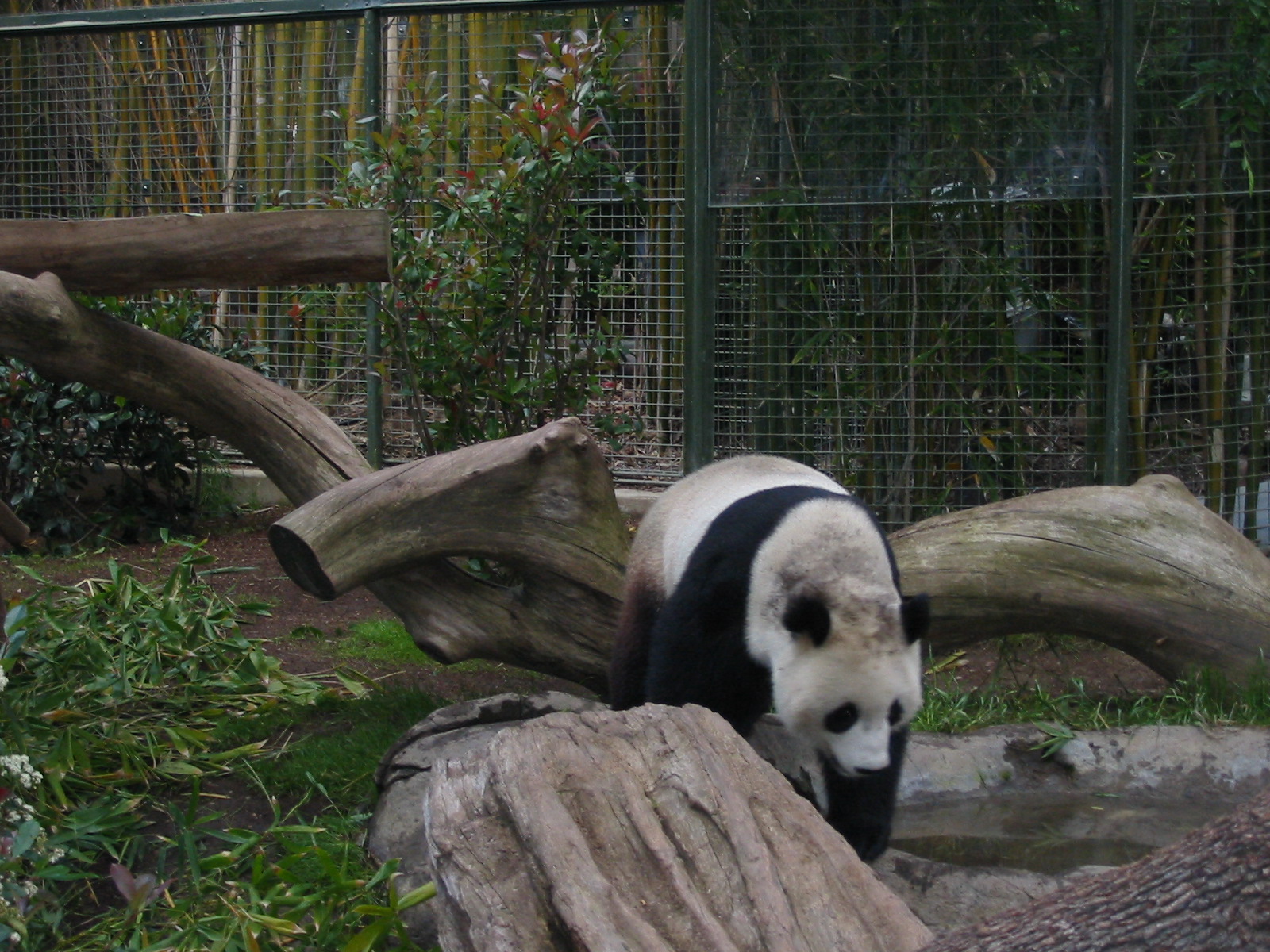 San Diego Zoo 2003 - Giant Panda