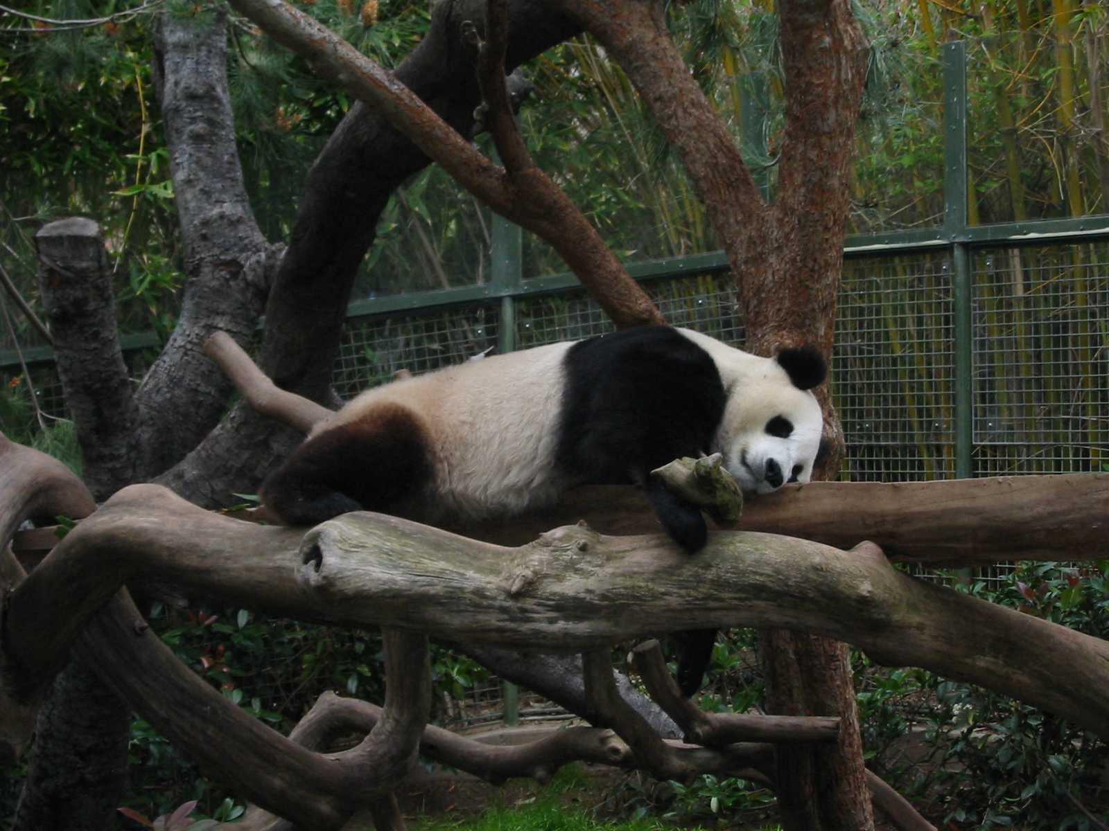 San Diego Zoo 2003 - Giant Panda