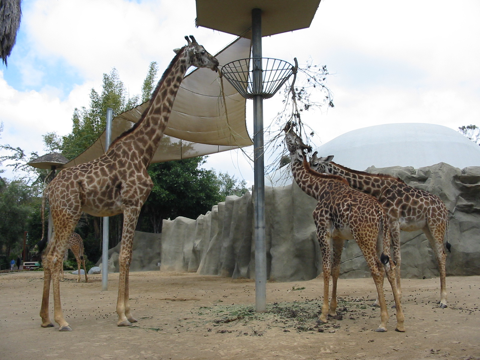 San Diego Zoo 2003 - Giraffe exhibit