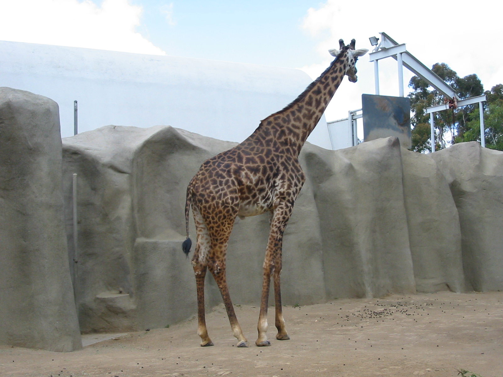San Diego Zoo 2003 - Giraffe