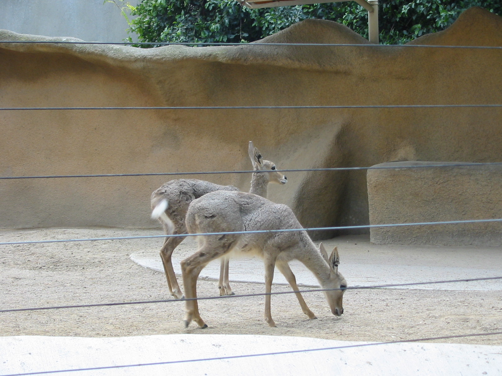 San Diego Zoo 2003 - Grey Rhebok in Horn and Hoof Mesa