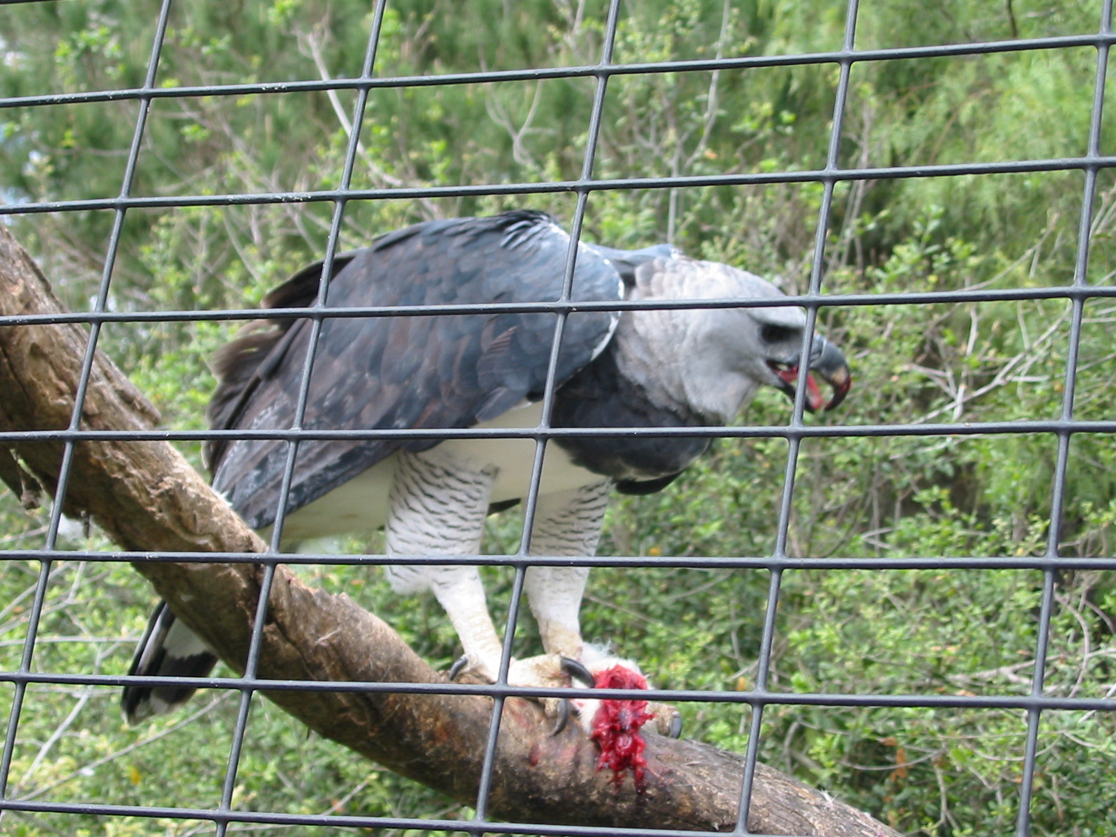 San Diego Zoo 2003 - Harpy Eagle