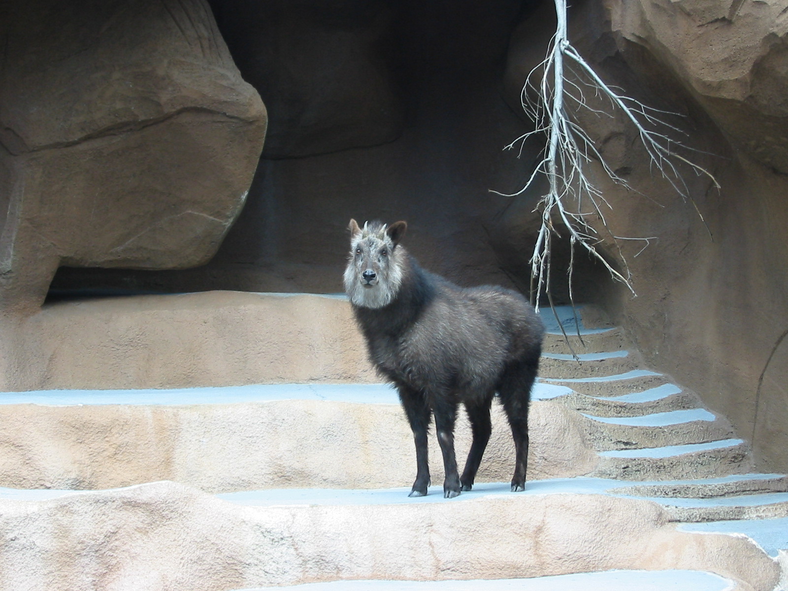 San Diego Zoo 2003 - Japanese Serow