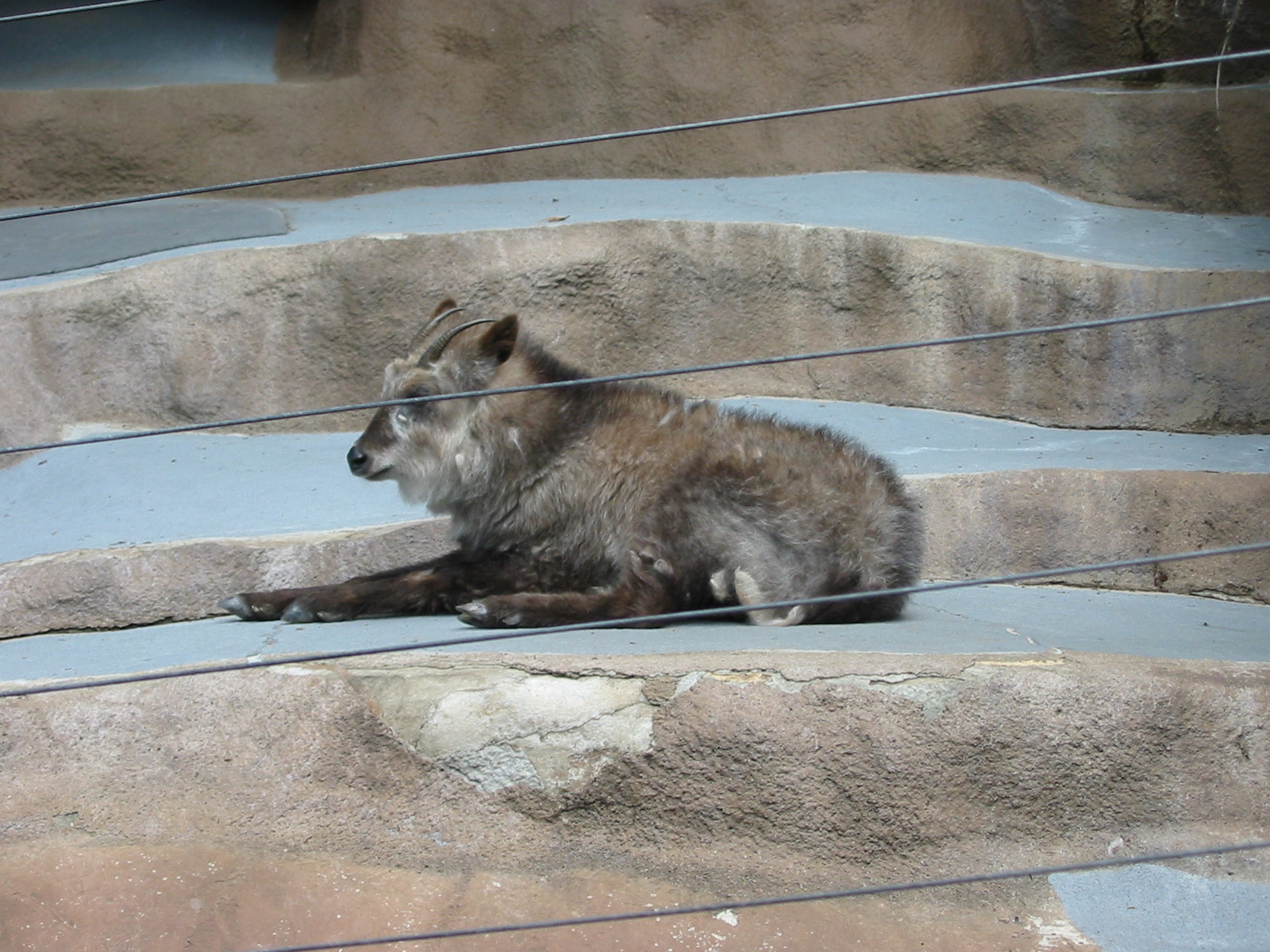 San Diego Zoo 2003 - Japanese Serow