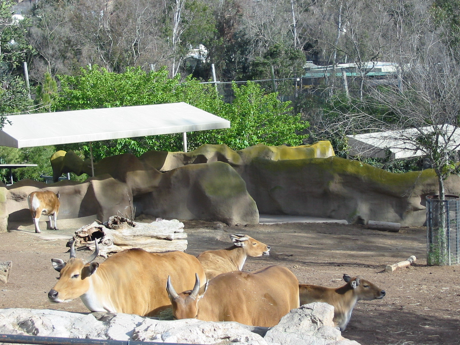San Diego Zoo 2003 - Javan Banteng exhibit in Horn and Hoof Mesa