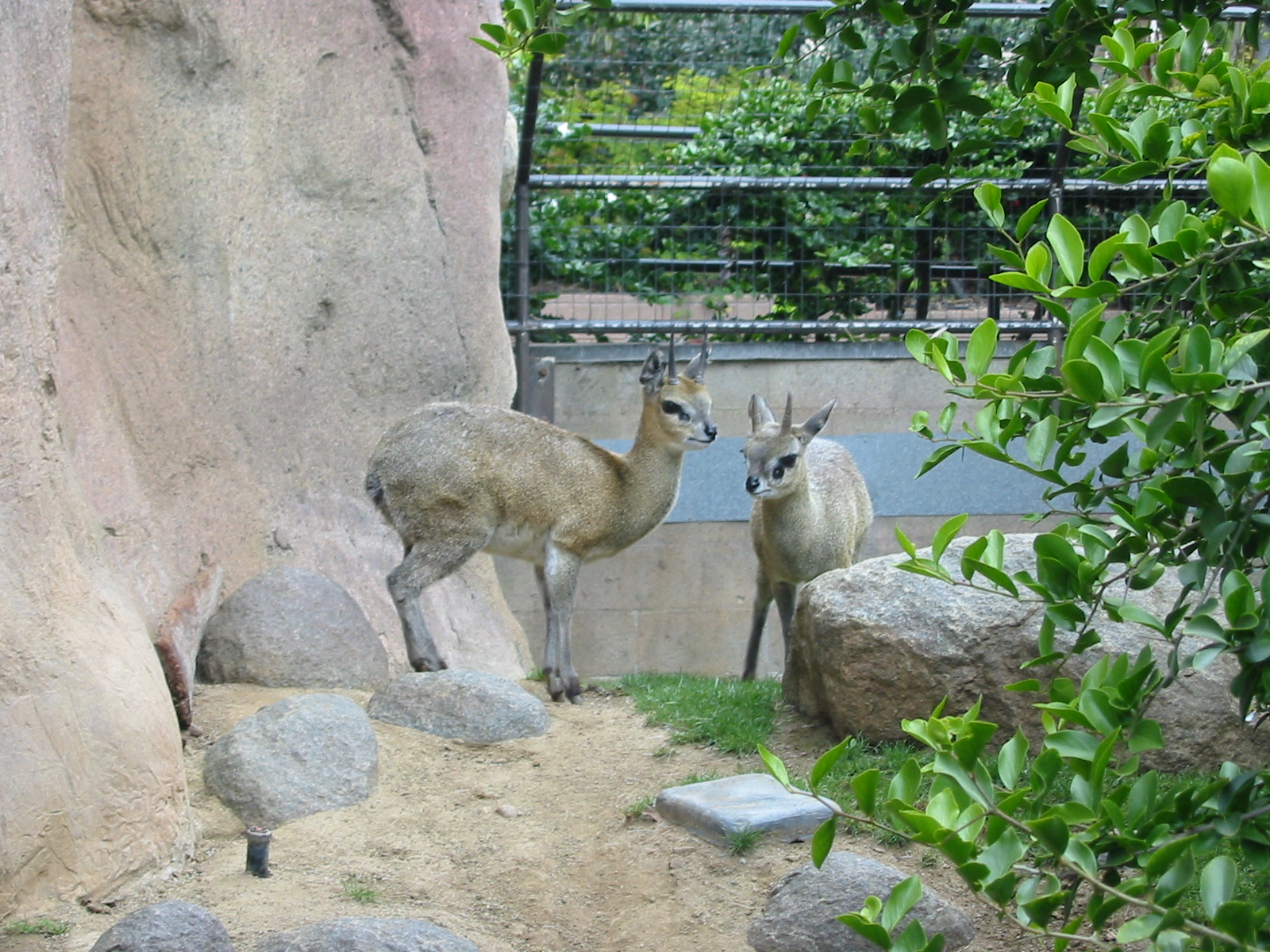 San Diego Zoo 2003 - Klipspringer