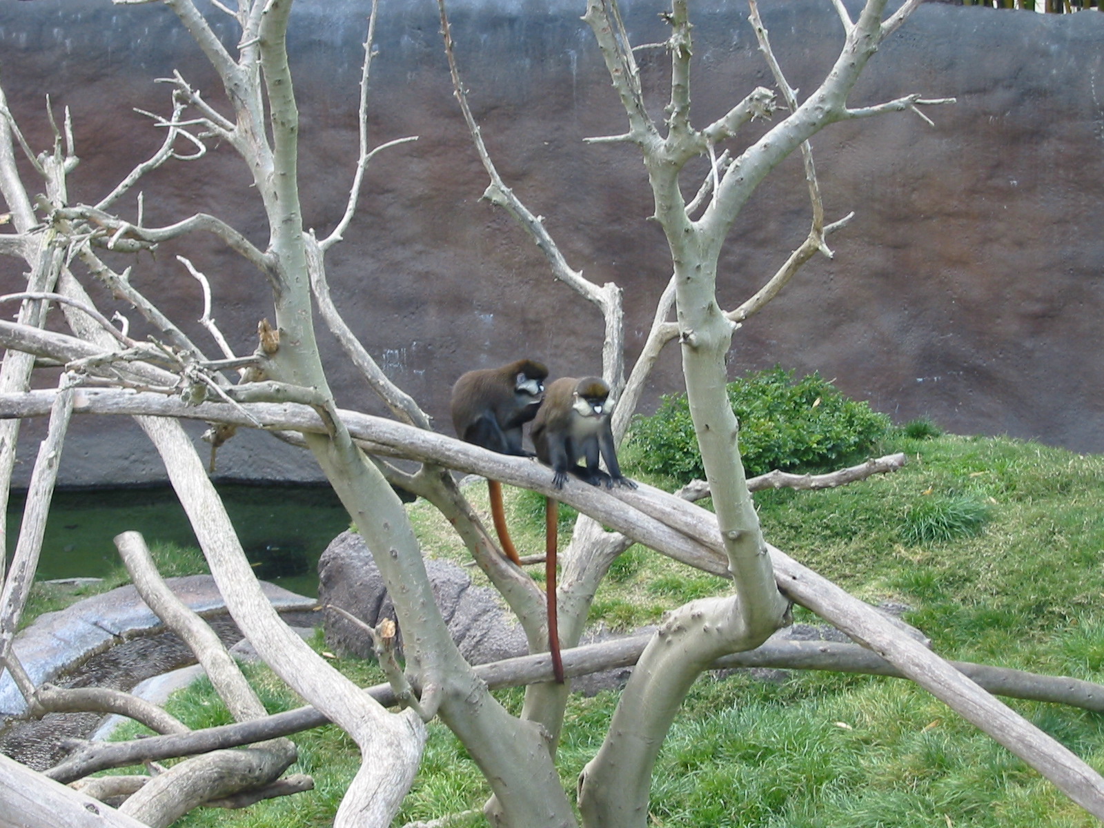 San Diego Zoo 2003 - Lesser-spotted Guenon in Ituri Forest