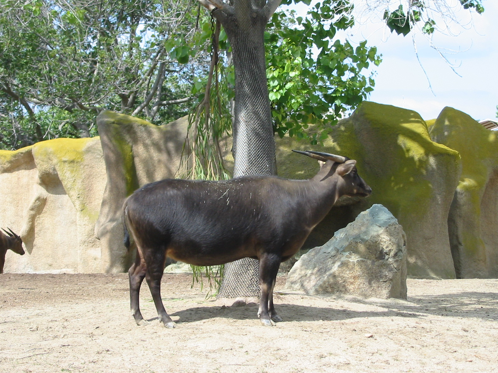 San Diego Zoo 2003 - Lowland Anoa in Horn and Hoof Mesa